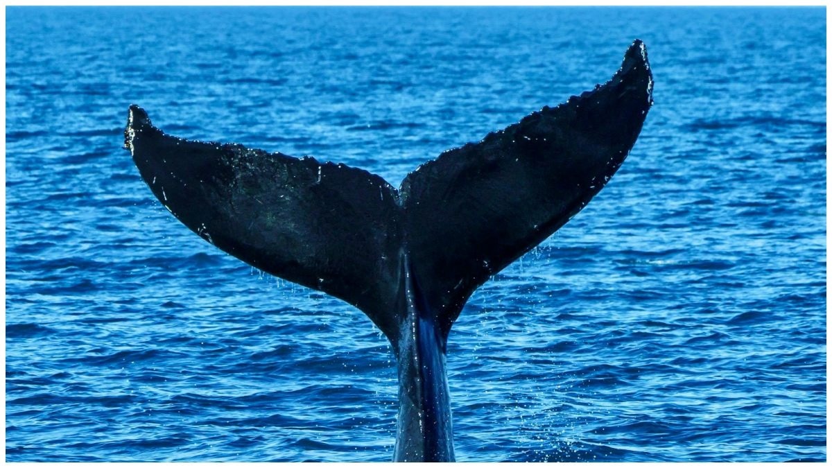 एक बार पहले ब्लू व्हेल भी चर्चा में आया था. (Photo: Pexels)