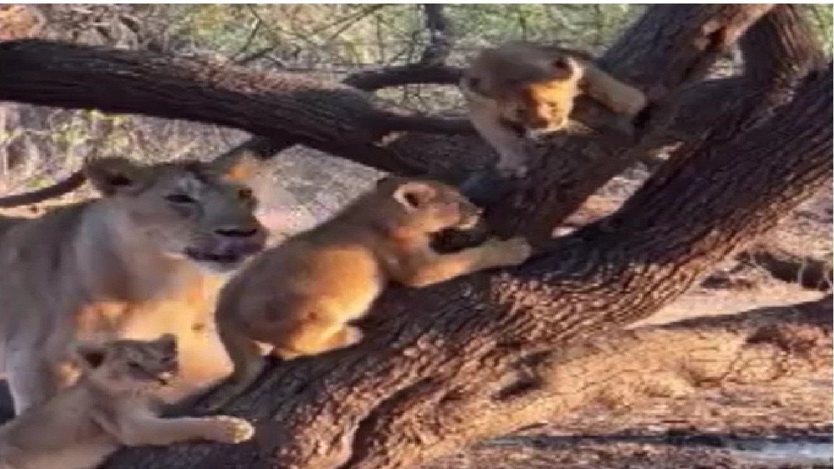 पेड़ पर चढ़ते दिखे शेर के शावक (Photo: Screengrab)