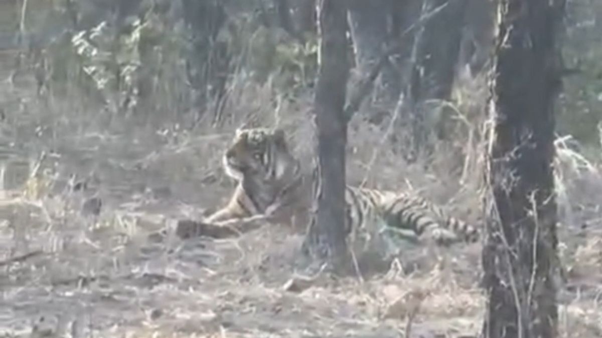 श्योपुर के कूनो नेशनल पार्क में दिखा टाइगर. (Photo: Screengrab)