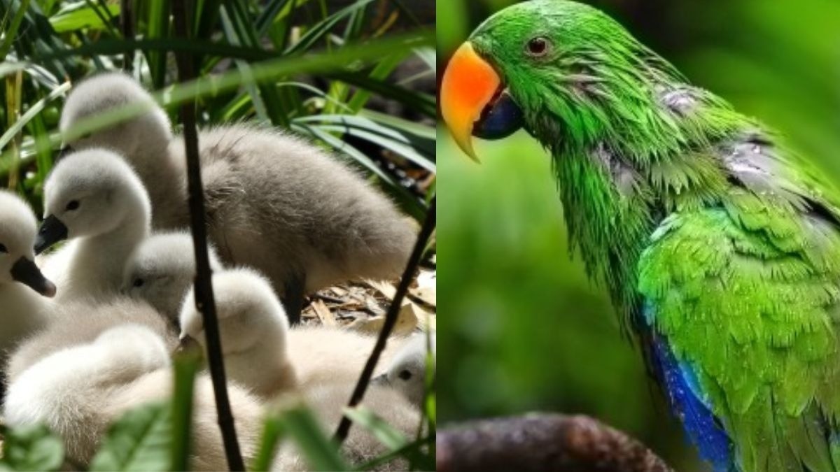 शुभ संकेत 