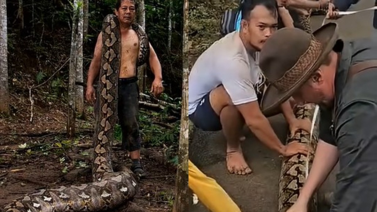 यह अब तक के सबसे लंबे प्रमाणित जंगली सांपों में से एक है (Photo:Guinness World Records)