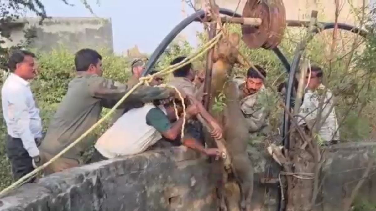 कुएं में गिर गया शेर का बच्चा, हो गई मौत. (Photo: Screengrab)