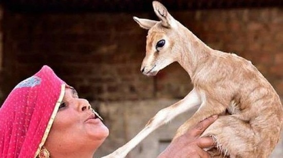 बिश्नोई समाज असल में प्रकृति पूजकों का समाज है