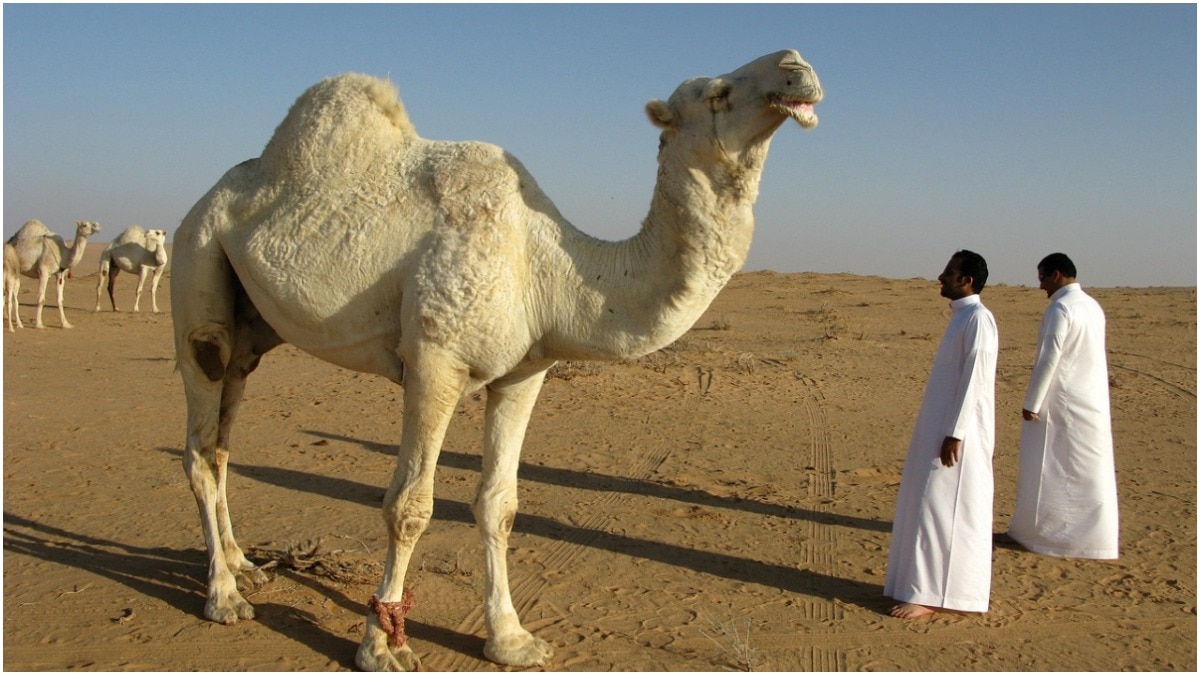 saudi-arabia-camel-passport-launch-reason-kingdom-introduced-initiative