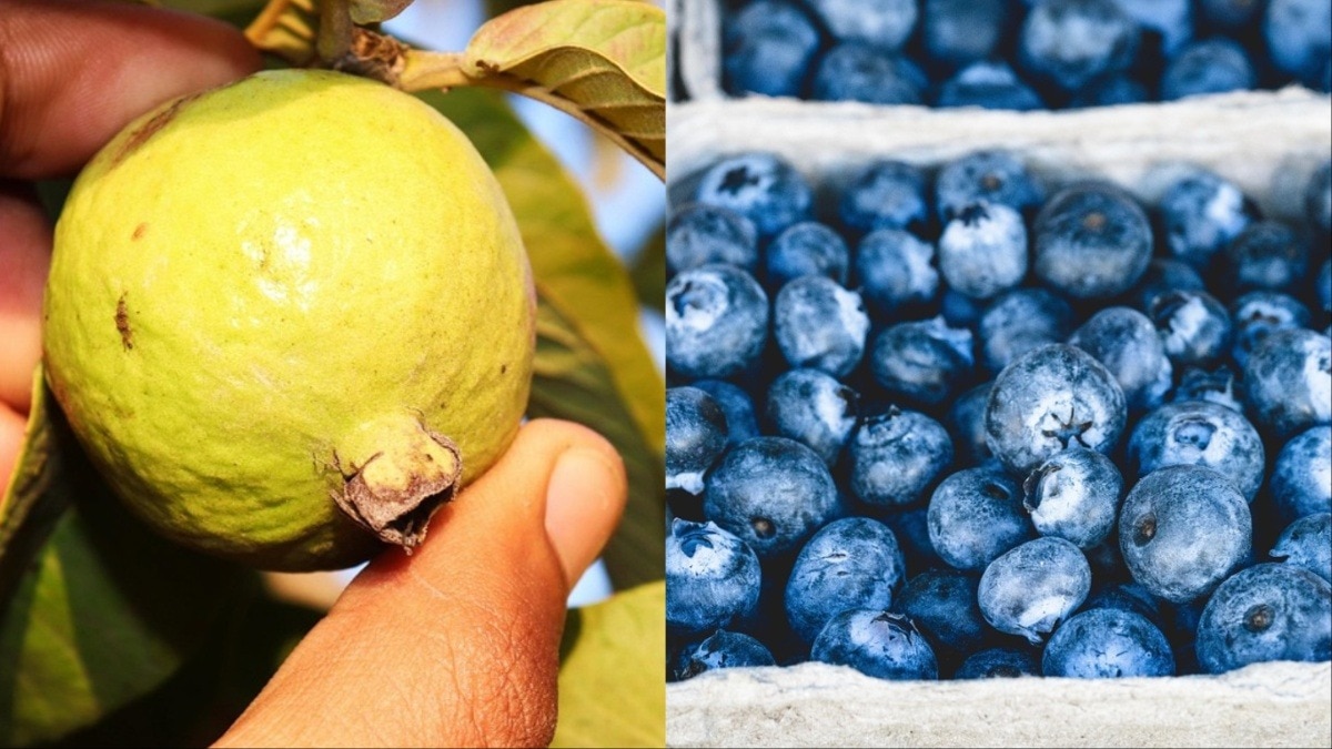 अमरूद में ब्लूबेरी के मुकाबले करीब 20 गुना ज्यादा विटामिन सी पाया जाता है.  (Photo: Pixabay/Pexels)