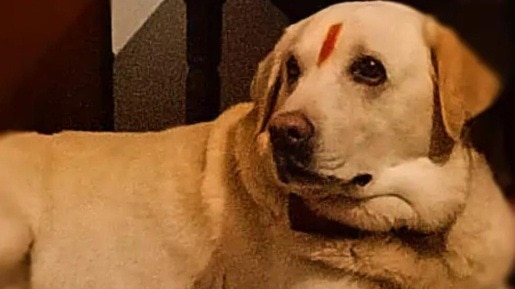 The pet dog's name was 'Tilakdhari Tiger' (Photo: Screengrab)