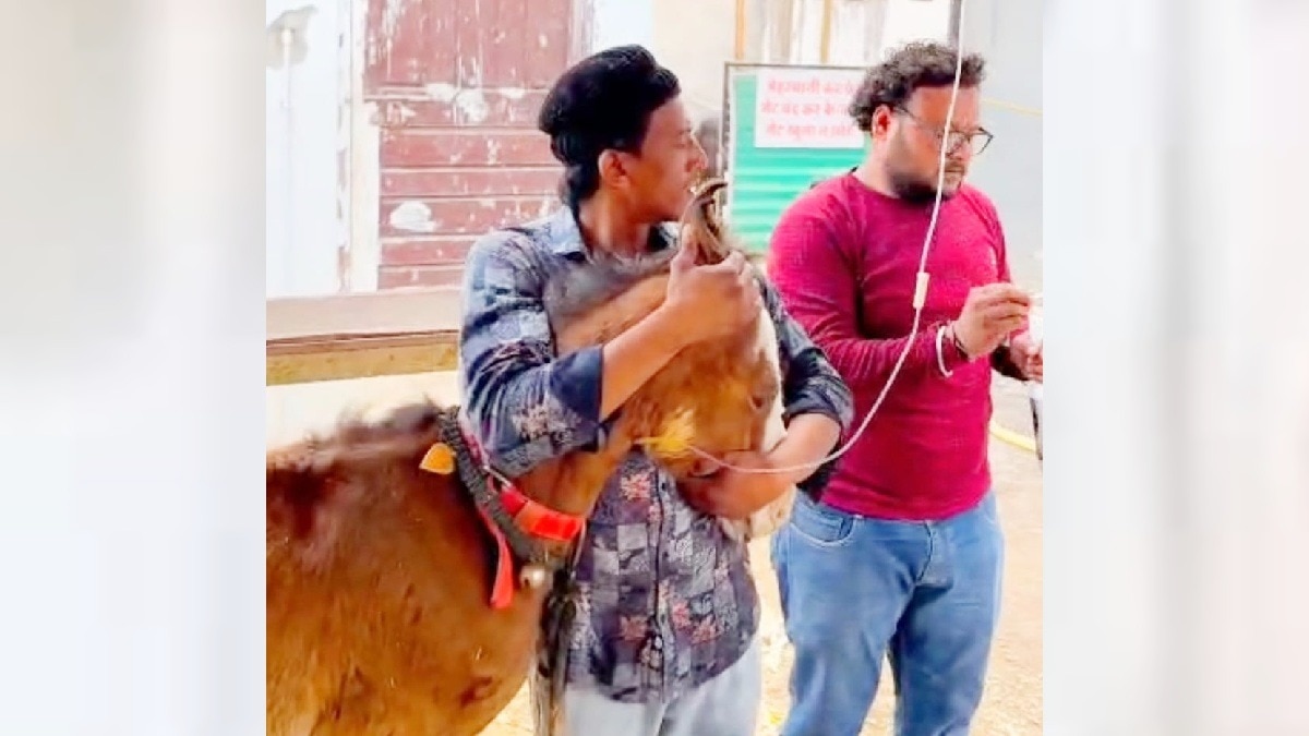 खंडवा में घोड़े के बच्चे की बची जान.(Photo:ITG)