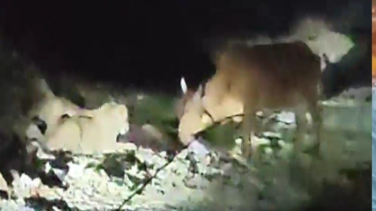 शेरों के झुंड ने बछड़े का शिकार किया (Photo: Screengrab)