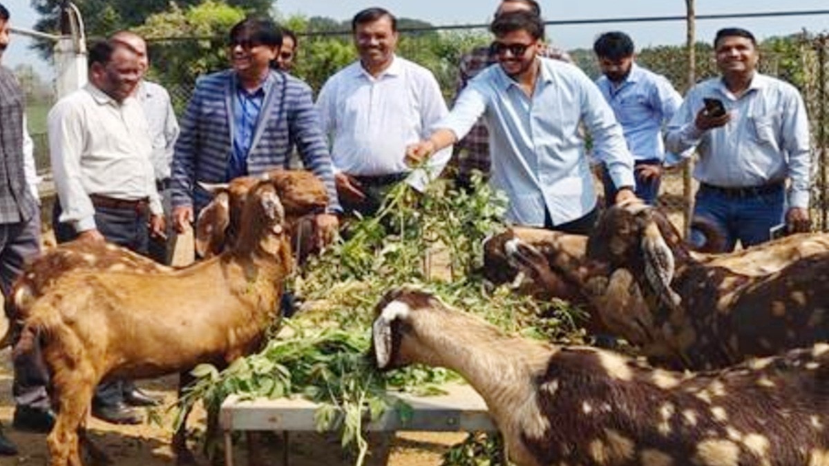 एक ही फार्म में बकरी और मुर्गी पालन का अनूठा मॉडल.(Photo:ITG)