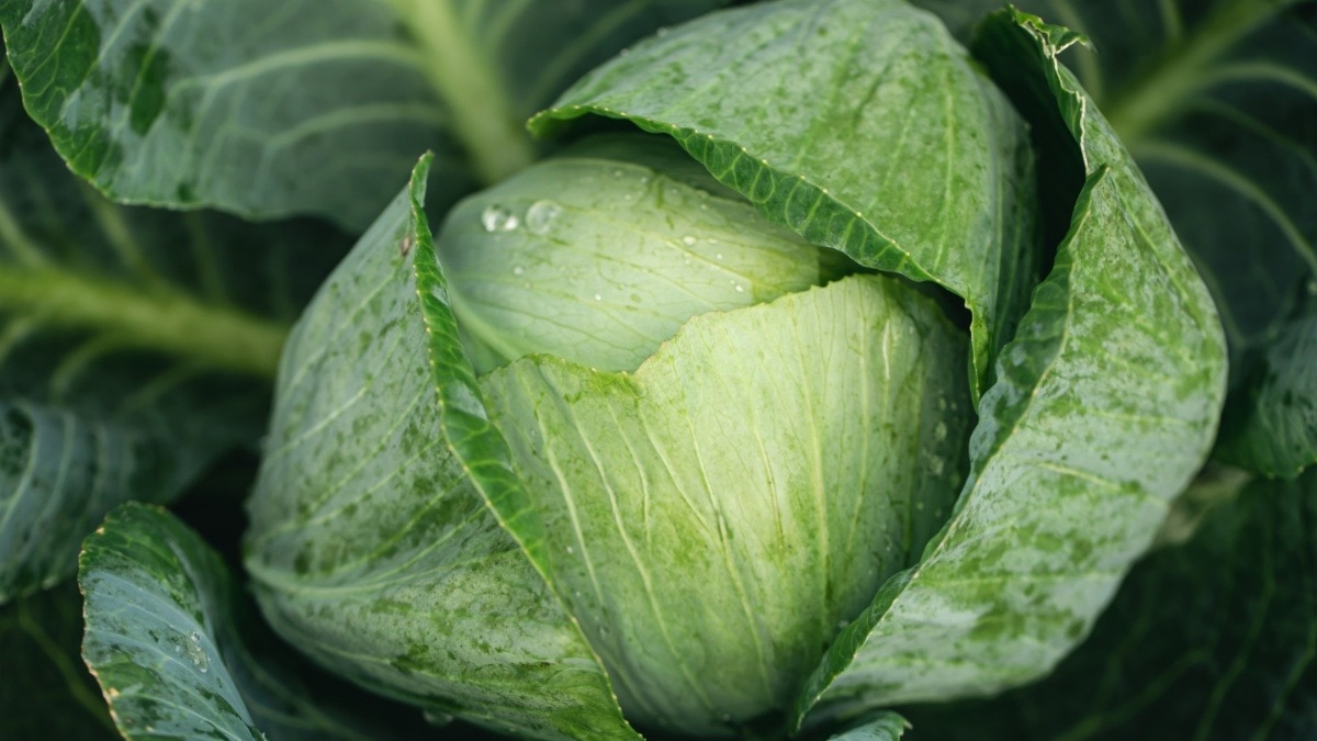 how to choose fresh worm free cabbage
