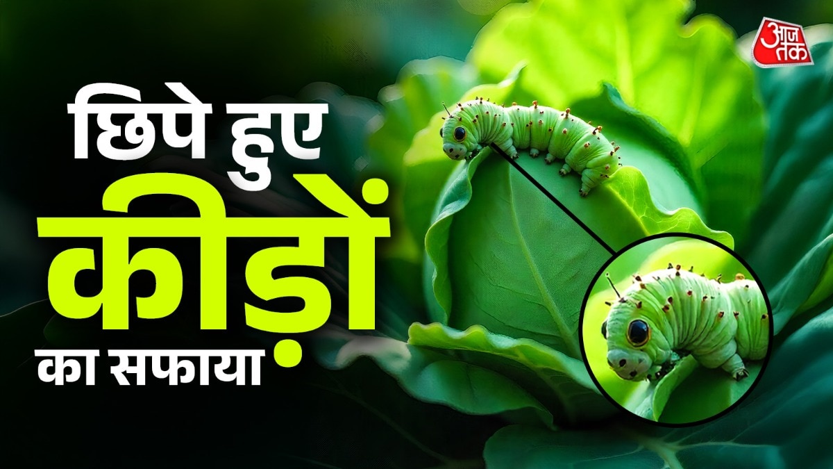 how to choose fresh worm free cabbage