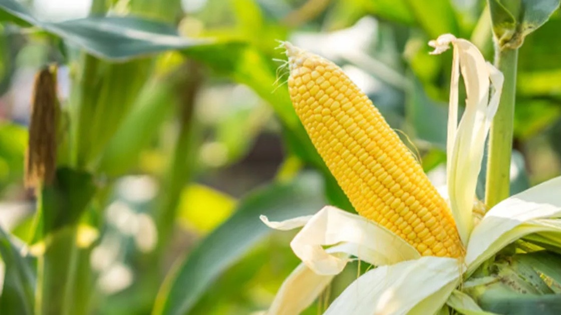 घर बैठे ऑर्डर करें मक्का की सुपर-82 क्वालिटी के बीज 