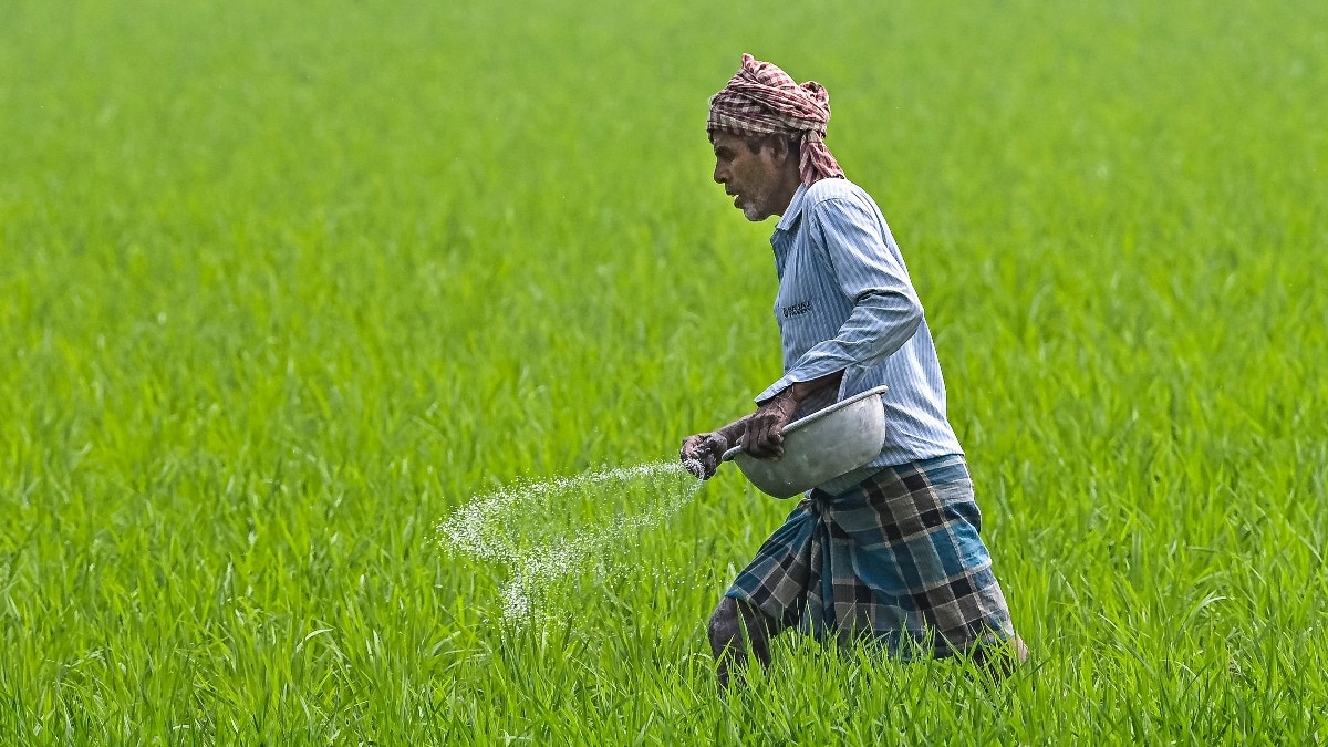देसी तरीके अपनाकर किसान जंगली जानवरों से फसलों को बचा सकते हैं. (Photo: PTI)