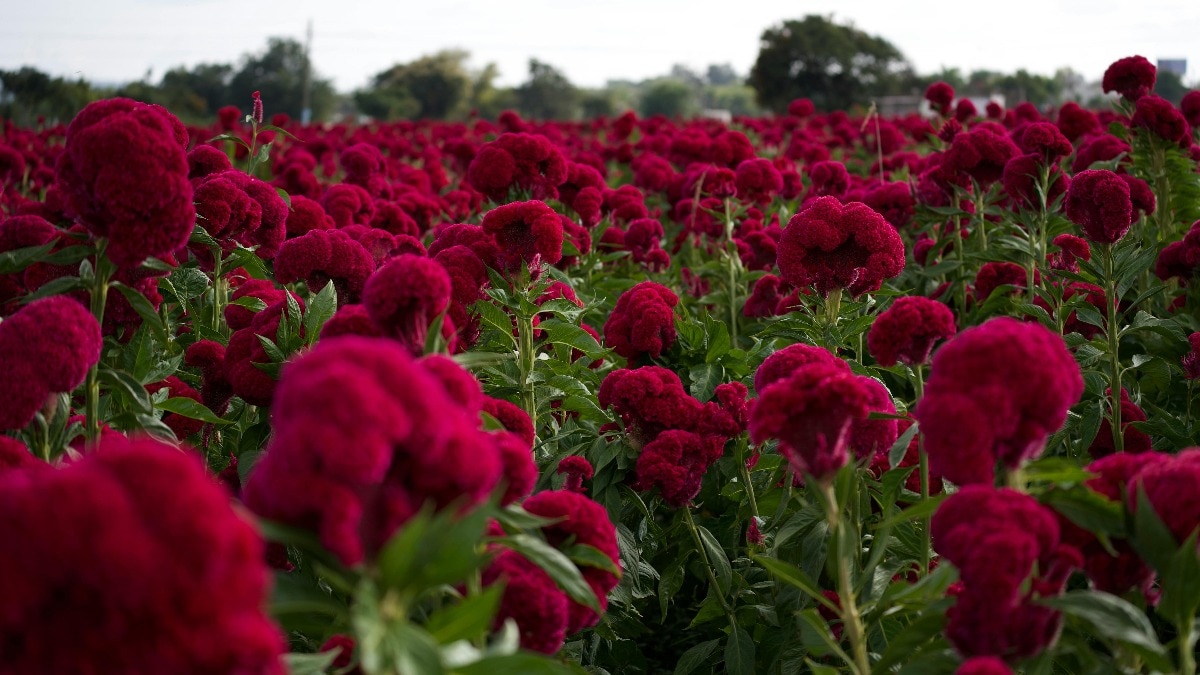 सस्ते बीजों की मदद से अपना गार्डन सजाएं. (Photo: Pexels)