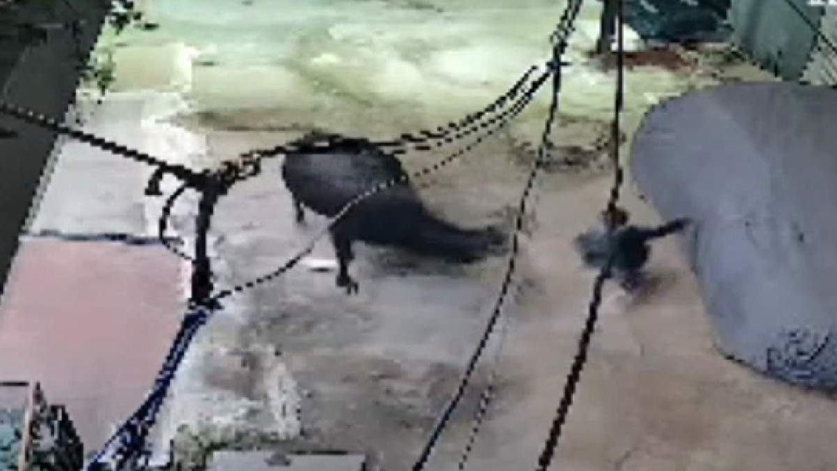 A 5-year-old boy was trampled by a bull
