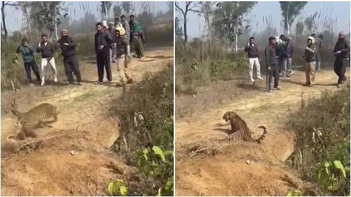 trapped-leopard-charges-at-forest-guard-rescue-video-viral