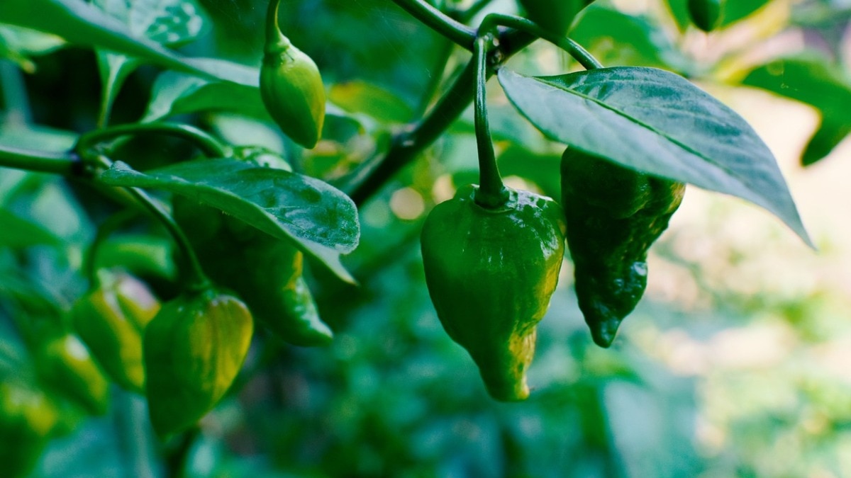 घर पर मिर्च की शानदार किस्म उगाएं. (Photo: Pixabay)