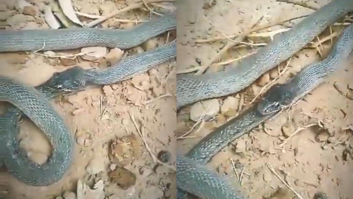  क्या आपने कभी सांप को खुद को खाते हुए देखा है? (Photo: x/@TheeDarkCircle)