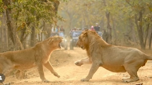 वीडियो को गुजरात पर्यटन ने मजेदार कैप्शन के साथ शेयर किया है. ( Photo: Instagram/@Gujarat Tourism) 