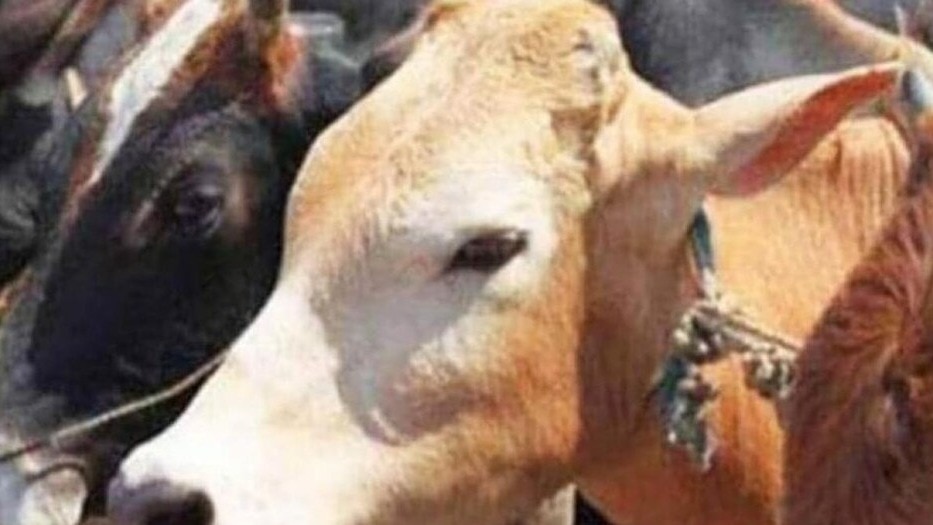 बिजनौर में 6 गायों की संदिग्ध मौत. (Photo: Representational )