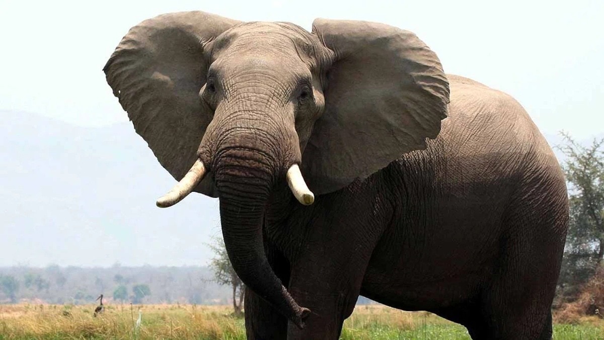 बहराइच में हाथी ने 100 साल के पुजारी को कुचलकर ले ली जान