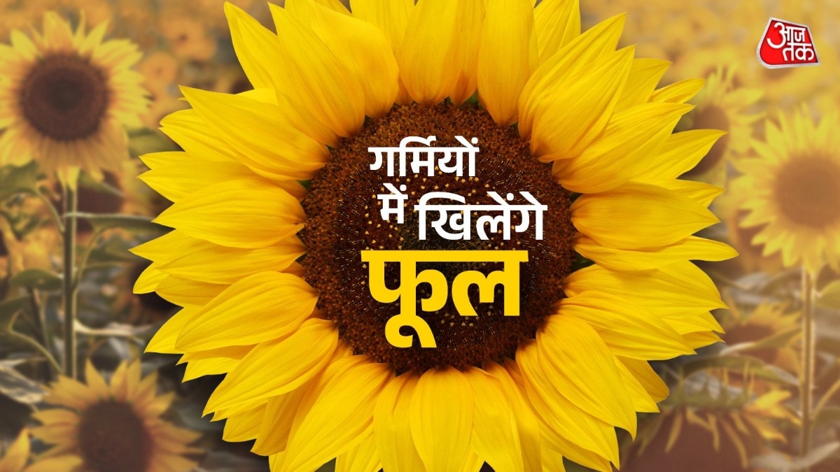 गर्मियों में खूब खिलते हैं सूुरजमुखी के फूल