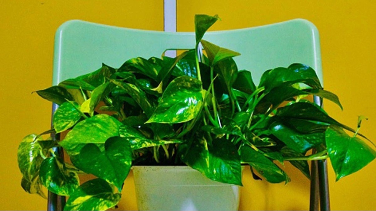 मनीप्लांट का पौधा घर में रखने से गरीबी, दरिद्रता घर की चौखट से कोसों दूर रहती है.
