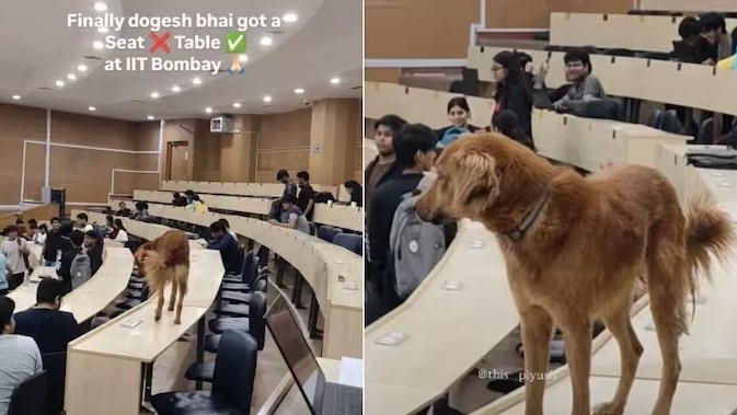 इंटरनेट पर यह वीडियो काफी वायरल हो रहा है. ( Photo: Instagram/this_piyush)