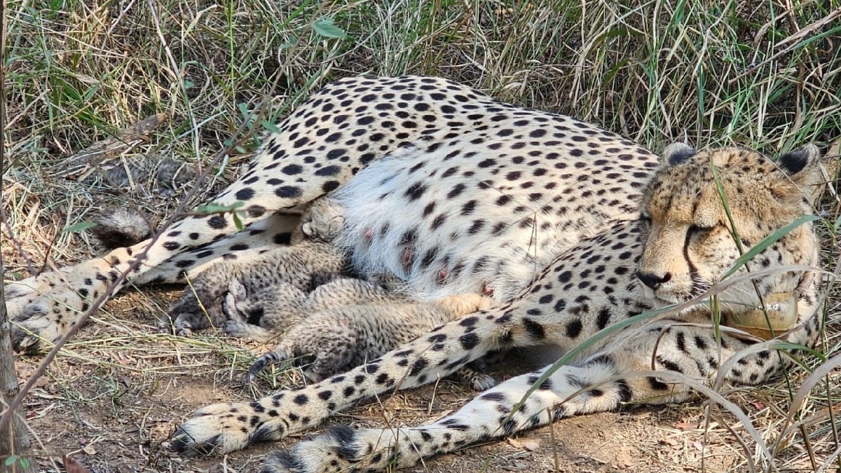 Cheetah Gamini Cubs Kuno National Park