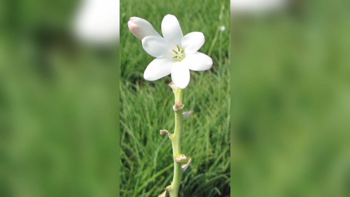 घर पर शानदार फूलों के बीज उगाएं. (Photo: Pixabay)