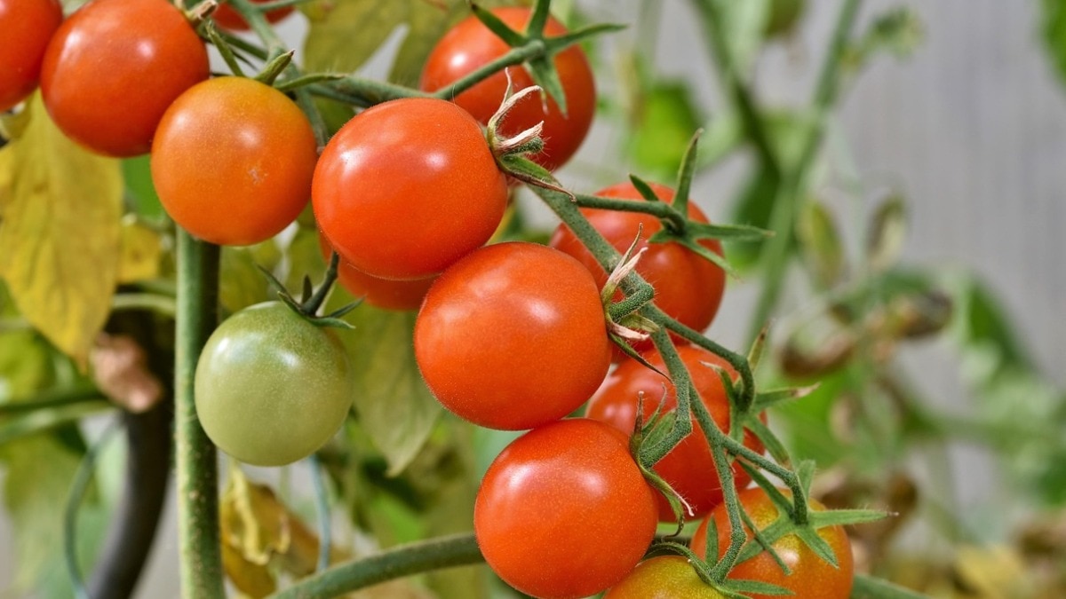 घर पर टमाटर की शानदार किस्म के बीज बोएं. (Photo: Pixabay)