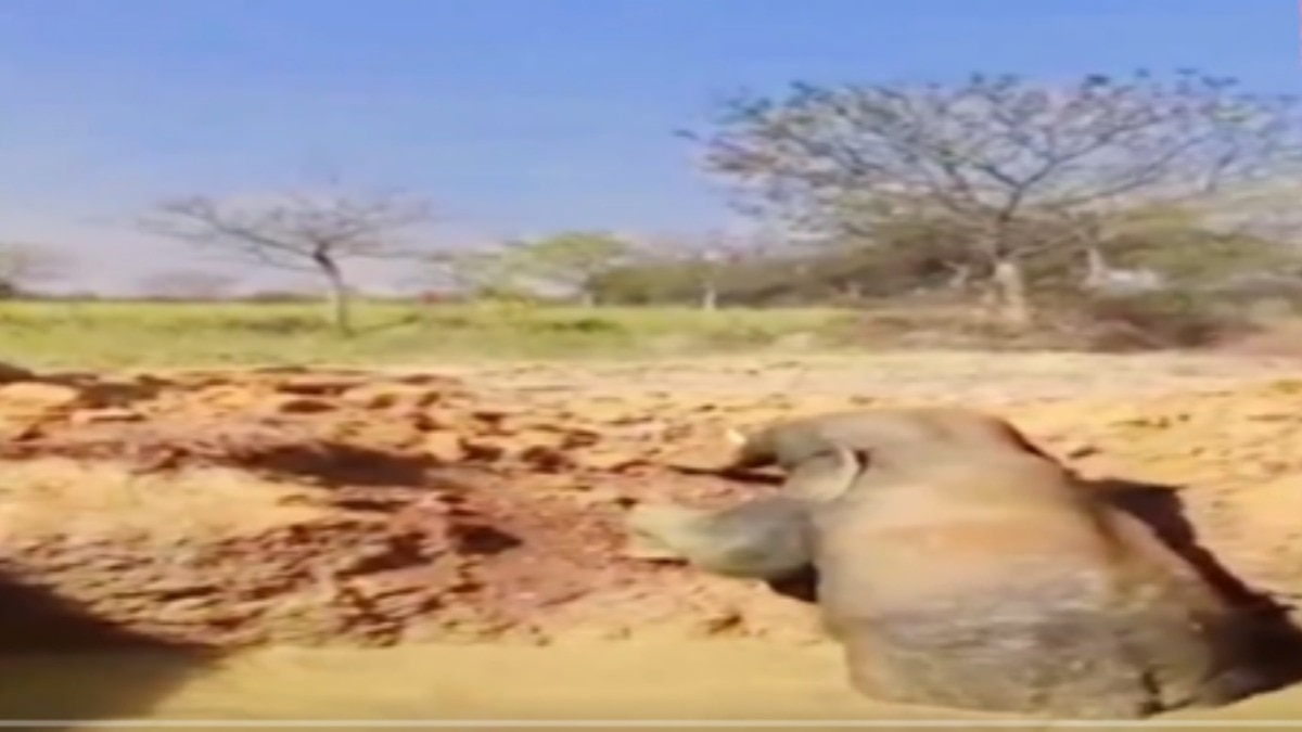 15–16 फीट गहरे गड्ढे में फंसा हाथी.(Photo: X/@PTI_News)