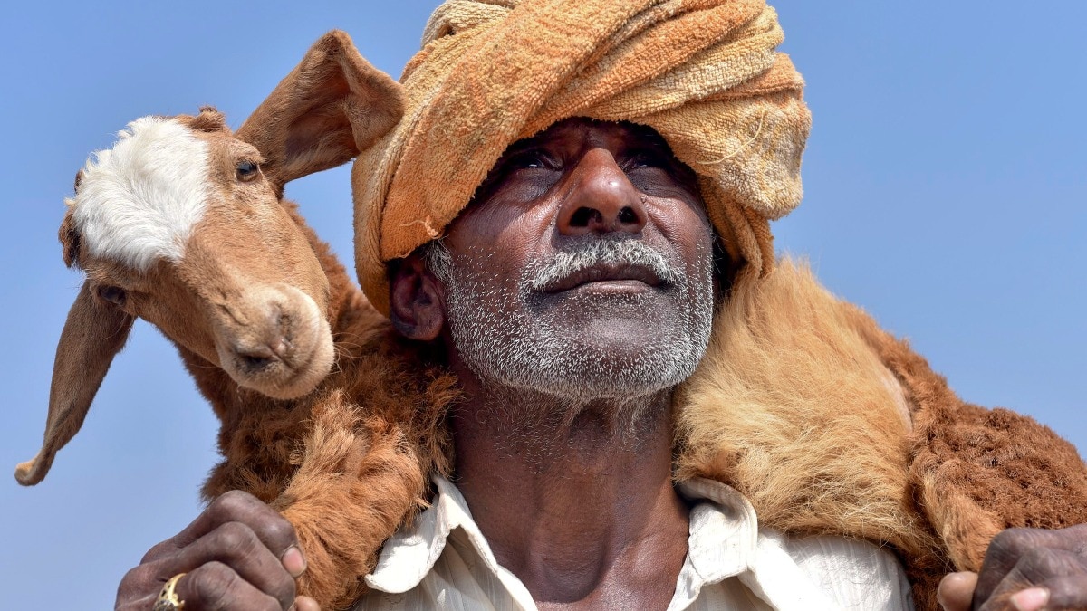 बकरियों की 7 शानदार नस्लें पशुपालकों को फायदा पहुंचाने में मदद करेंगी. (Photo: PTI)