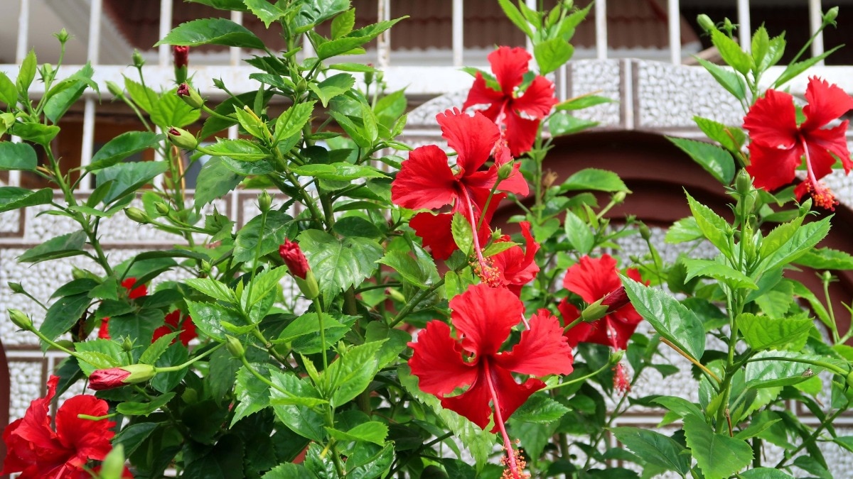 Hibiscus Planting (Getty Images)