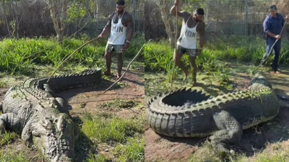 वीडियो की शुरुआत पानी के किनारे आराम कर रहे बड़े मगरमच्छ से होती है (Photo:X/@therealtarzann)