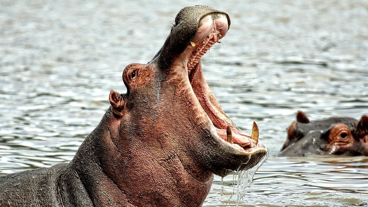 'हिप्पो ने मुझे पूरा निगल लिया था', गाइड ने बताया - जबड़े से कैसे निकला