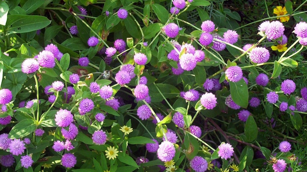 मल्टी कलर फूलों से बढ़ाएं घर की रौनक, यहां से खरीदें सस्ते बीज