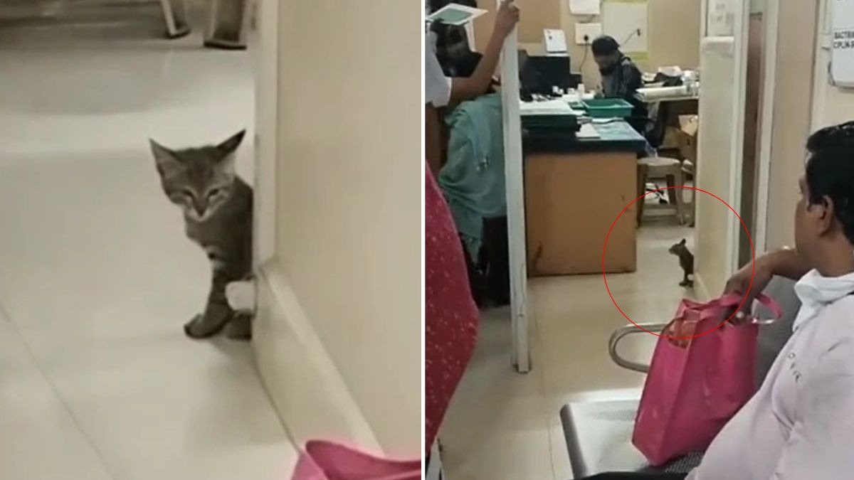इंदौर के अस्पताल में बिल्लियों का बसेरा. (Photo: Screengrab)