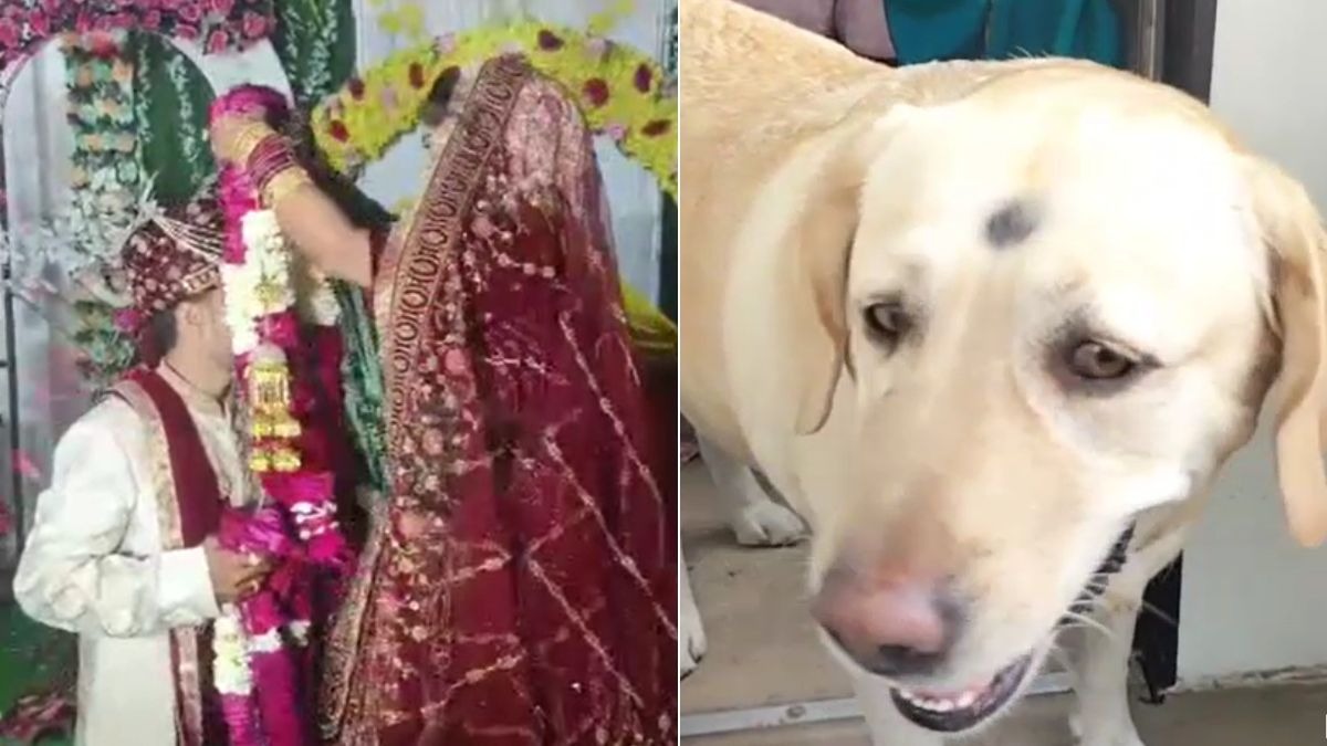 दुल्हन के कुत्ते को पीटा तो टूटी शादी. (Photo: Screengrab)