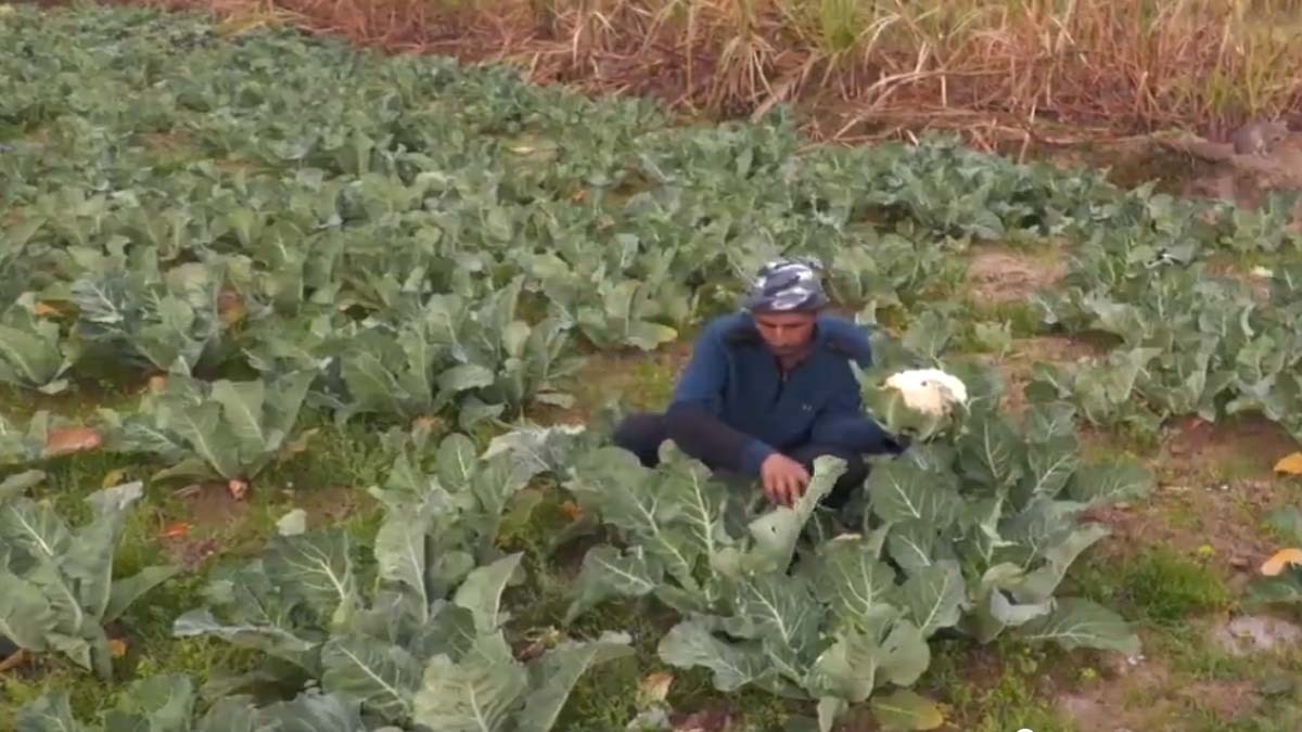 Organic Cauliflower Harvest (Screengrab-ANI))