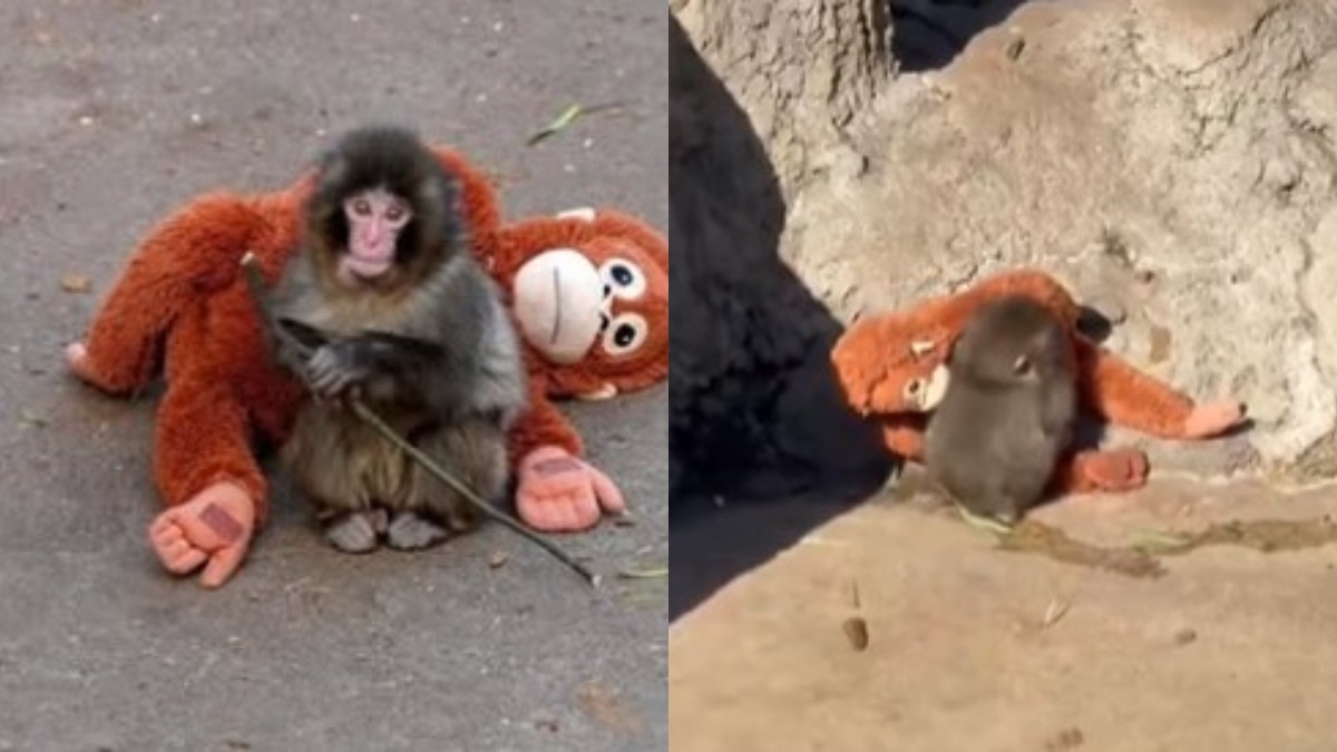 baby-monkey-punch-soft-toy-comfort-heart-touching-story-japan