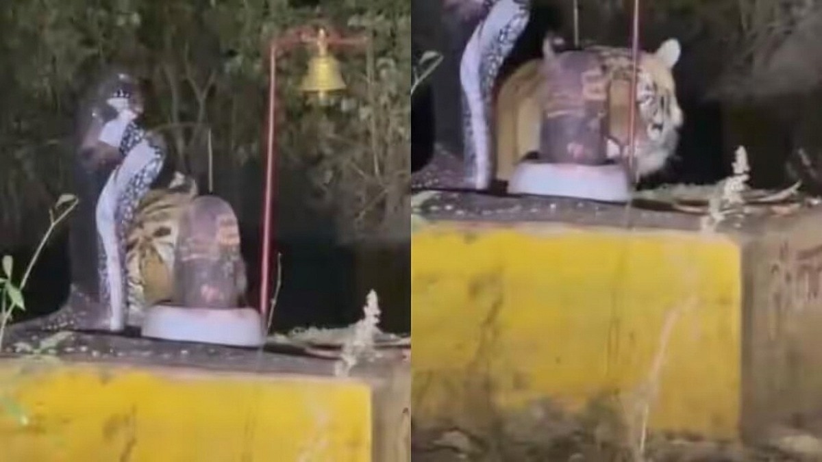 शिवलिंग पर सिर रगड़ता दिखा बाघ, हैरान कर देने वाला Video वायरल