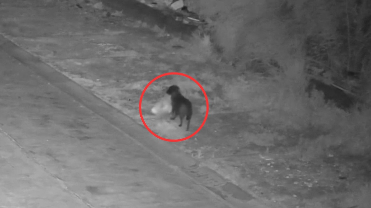 dog-owner-in-italy-trains-dog-to-dump-trash-on-road-video-viral