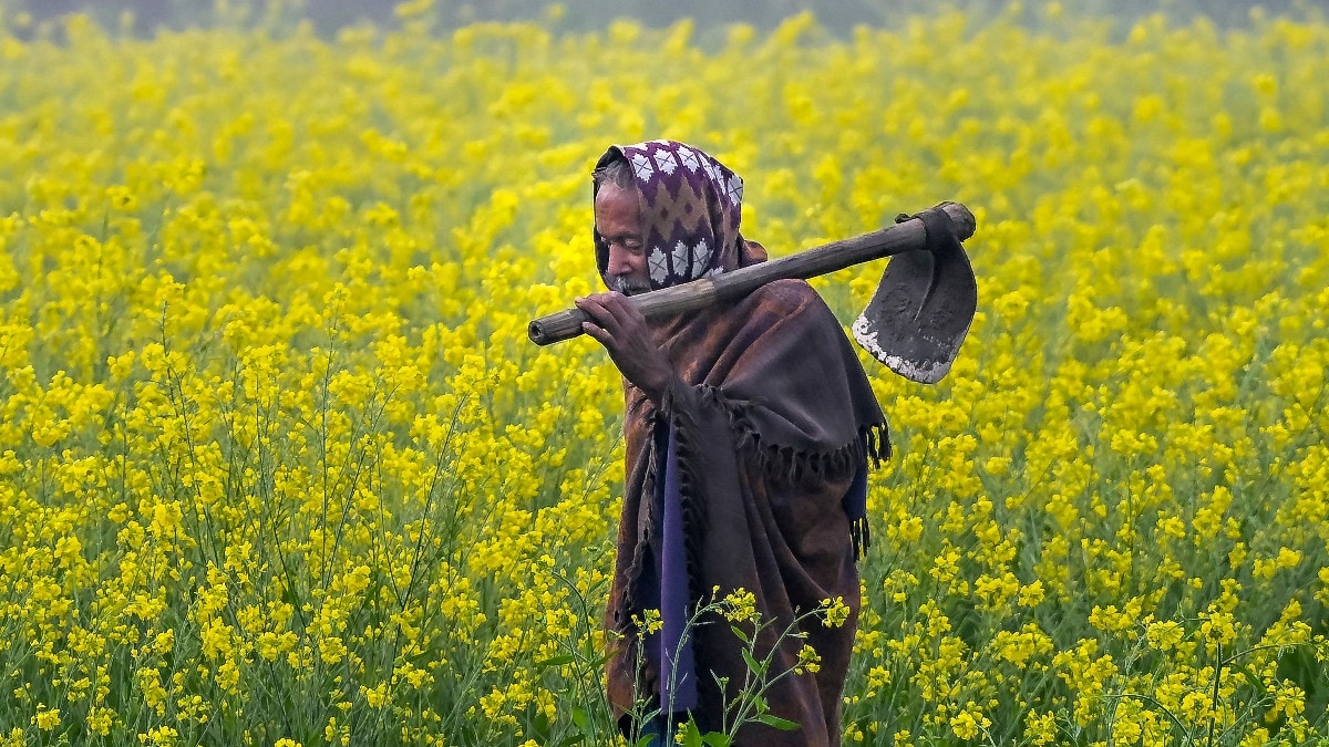 कीट के हमले और बदलते मौसम के कारण किसान चिंतित हो रहे हैं. (Photo: PTI)