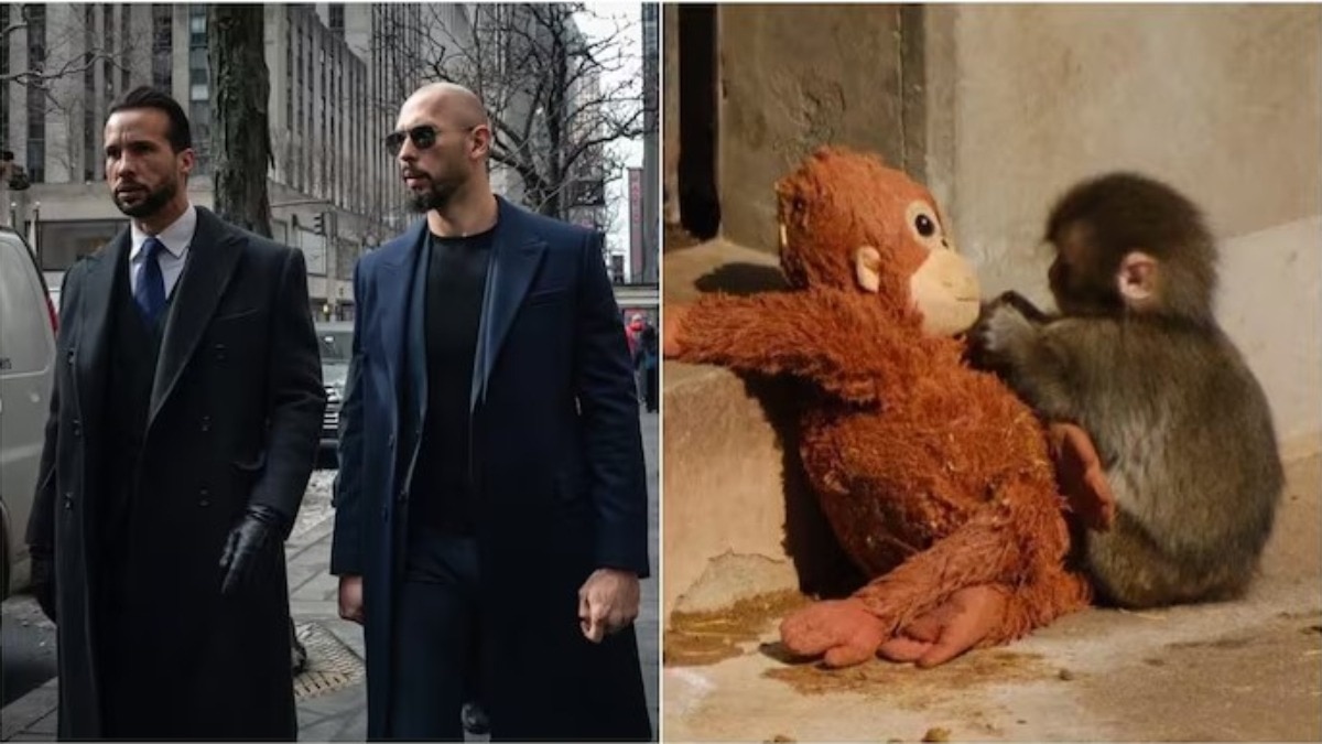 punch-baby-monkey-viral-story-tristan-tate-2-crore-offer-japan-zoo-new