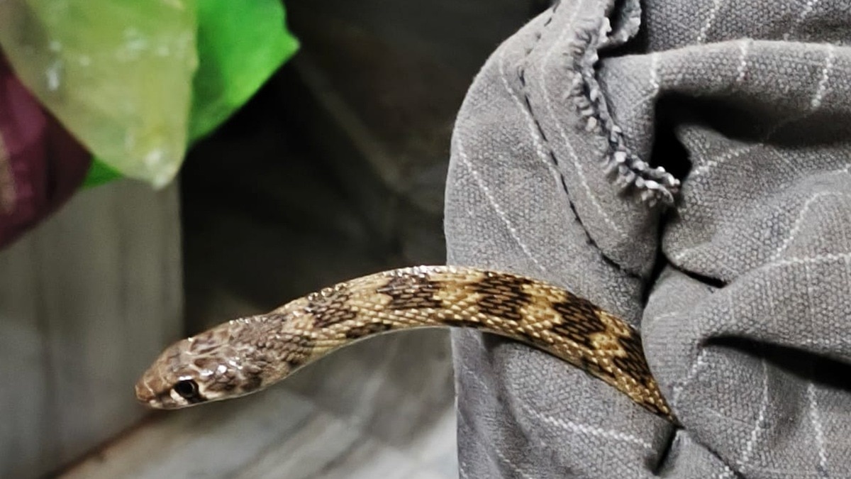  रसोई में दिखा दुर्लभ प्रजाति का सांप (Photo: itg)