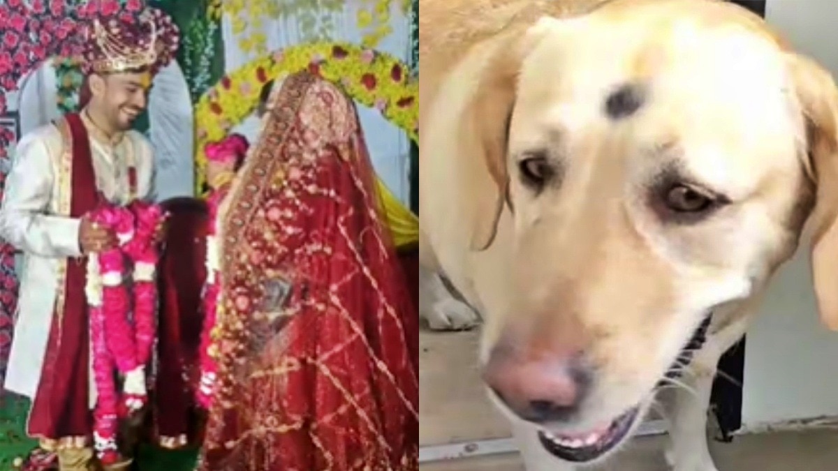 dog caused a broken wedding in Fatehpur (Photo- Screengrab)