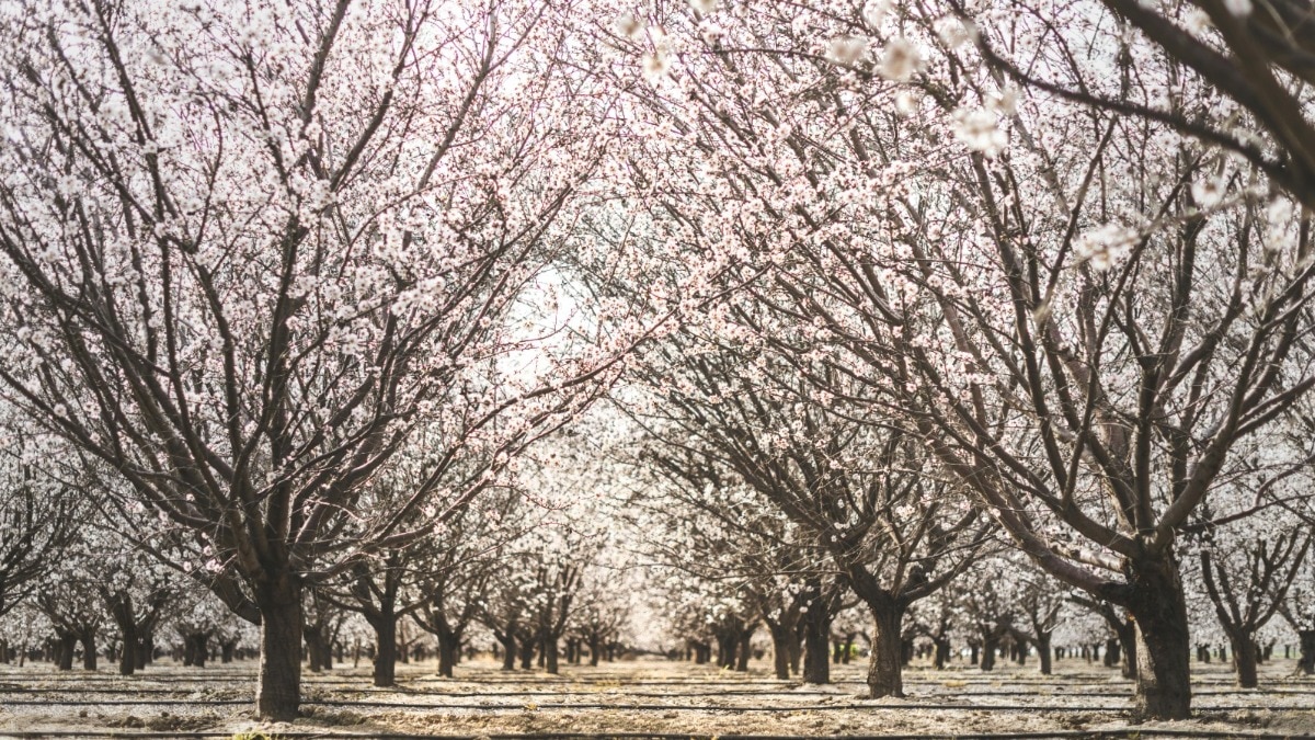 मार्च में घूमने के लिए बेस्ट है कश्मीर (Photo- Pexels)