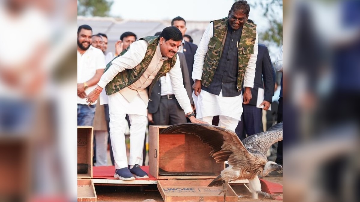 अब सैटेलाइट से पता चलेगा गिद्धों का रास्ता.(Photo:ITG)