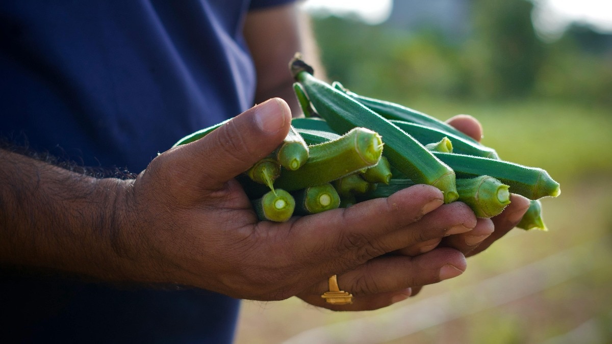 घर पर उगाएं भिंडी की खास वैरायटी! सस्ते बीजों से पाएं शानदार ग्रोथ